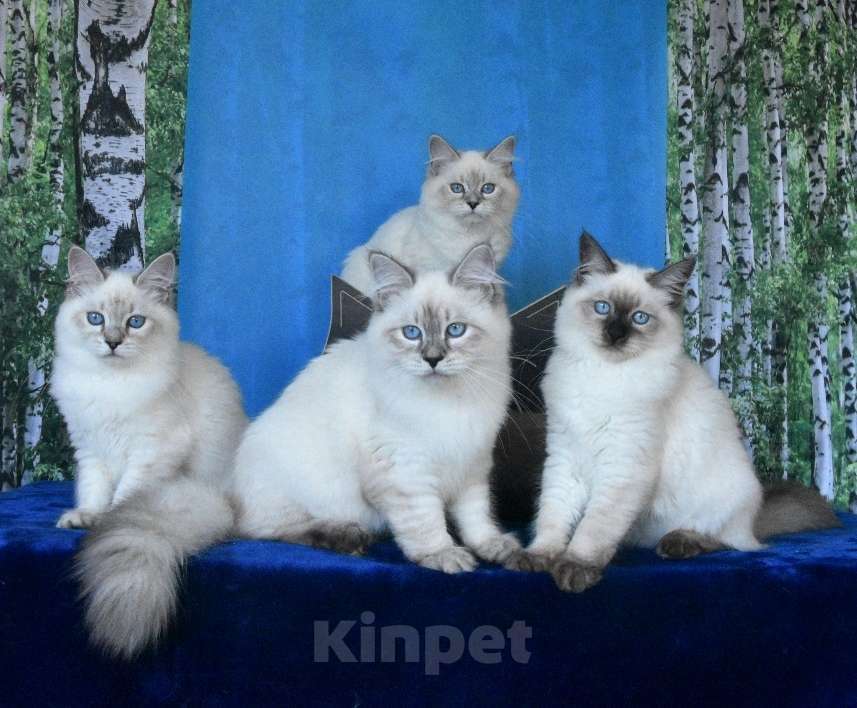 Кошки в Москве: Котята Невские маскарадные Девочка, Бесплатно - фото 5