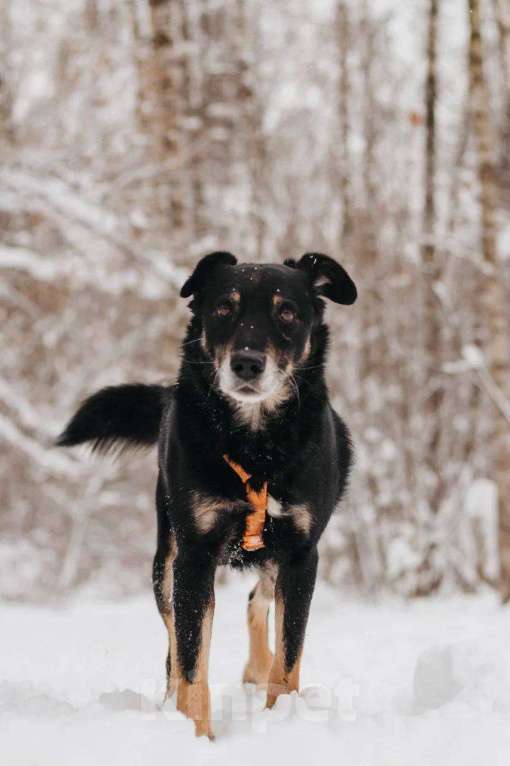 Собаки в Москве: Чиф ищет дом Мальчик, Бесплатно - фото 6