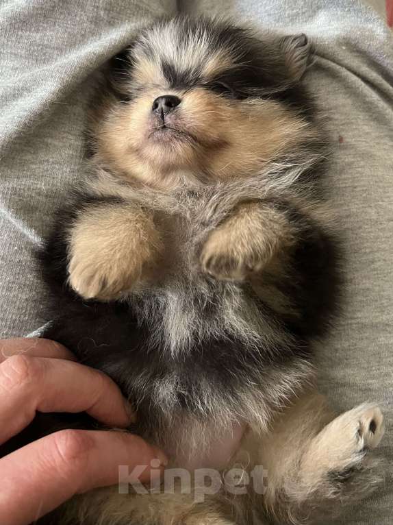 Собаки в Туле: Мраморные с подпалом щенки шпица Разнополые, Бесплатно - фото 3