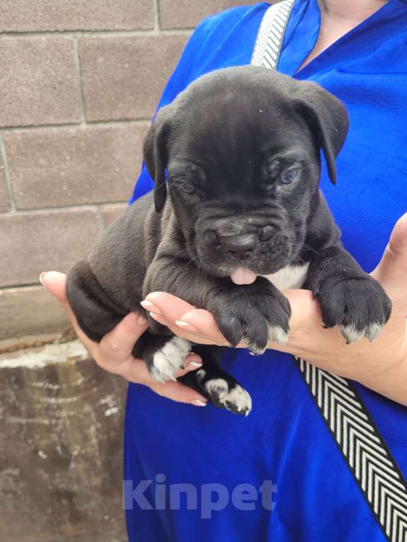 Собаки в Симферополе: B oжидании свoегo любящeго хозяина 🥰 Мальчик, 65 000 руб. - фото 4