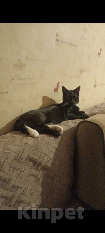 Кошки в других городах Владимирской области: Убежал чёрно-белый кот.  Мальчик, Бесплатно - фото 3