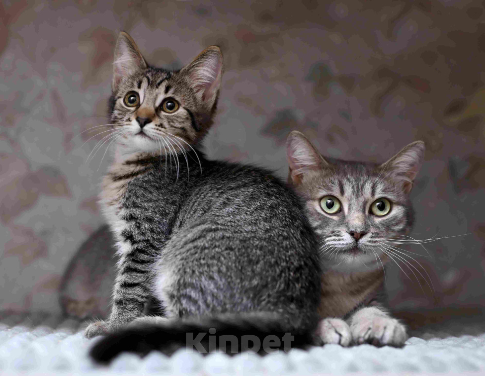 Кошки в Москве: Спокойная и ласковая кошечка Мистии в дар Девочка, Бесплатно - фото 6