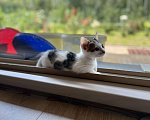 Кошки в Нижнем Новгороде: Котик в добрые руки  Мальчик, Бесплатно - фото 3
