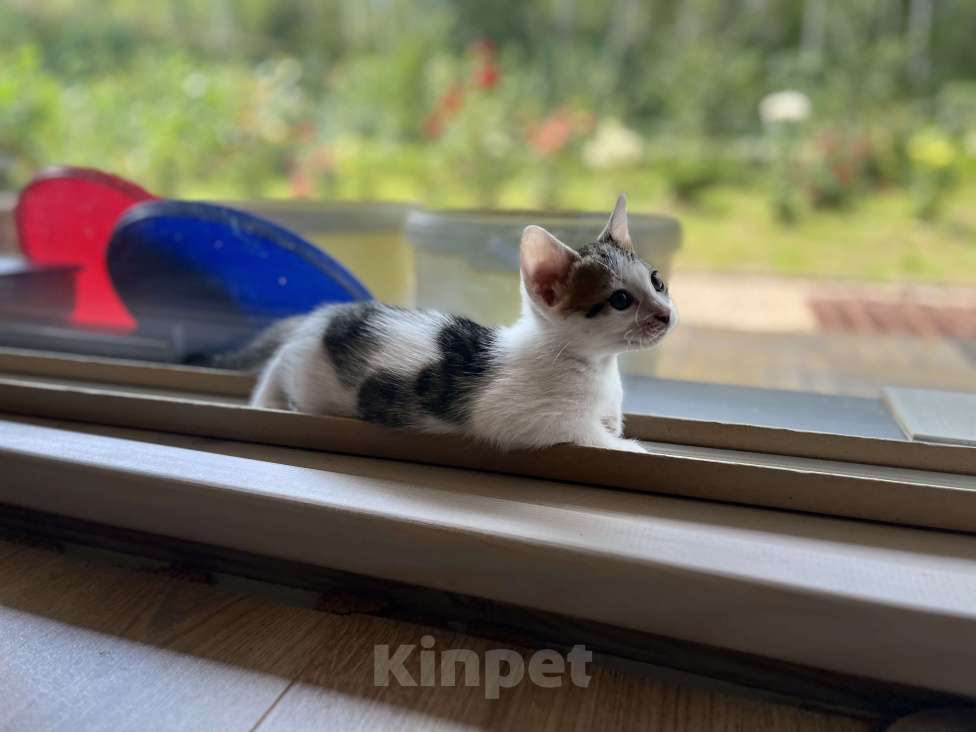 Кошки в Нижнем Новгороде: Котик в добрые руки  Мальчик, Бесплатно - фото 3