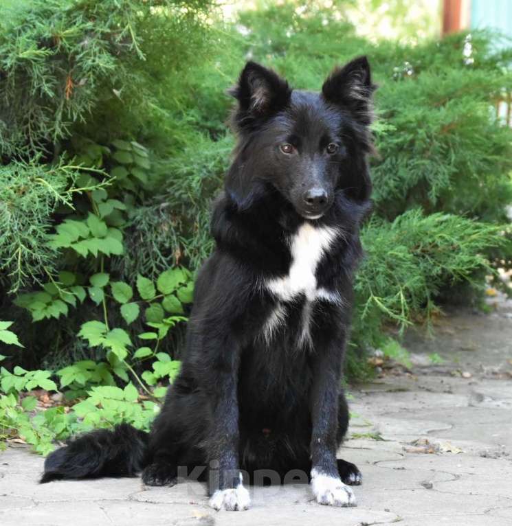 Собаки в Москве: Ненецкая оленегонная лайка. Кобель YUY-SHI. Мальчик, 50 000 руб. - фото 5