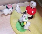Кошки в Москве: Кото-детки Рэгдолл Девочка, 35 000 руб. - фото 9