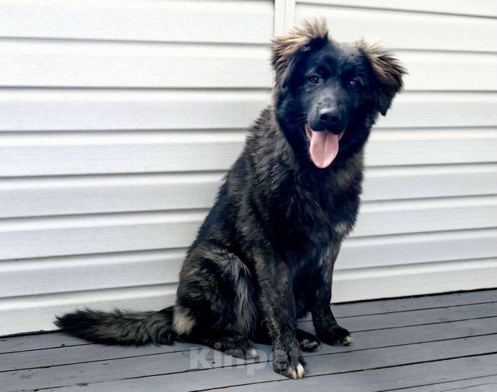 Собаки в других городах Московской области: Батлай ищет дом Мальчик, Бесплатно - фото 2