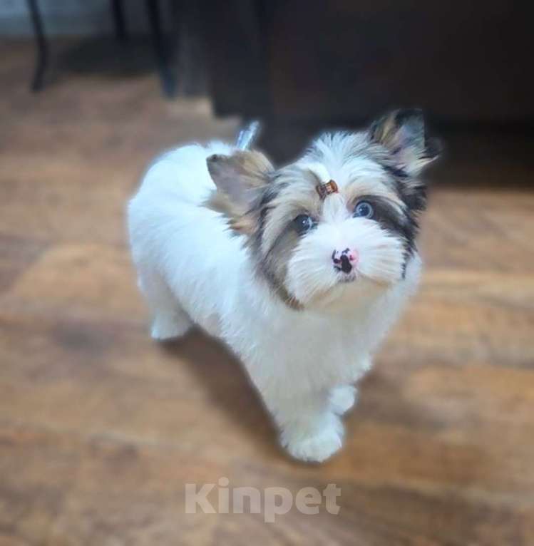 Собаки в Москве: Девочка Голдберри Диамонд Девочка, 120 000 руб. - фото 3