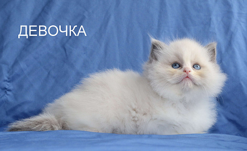 РЭГДОЛЛ ДЕВОЧКА