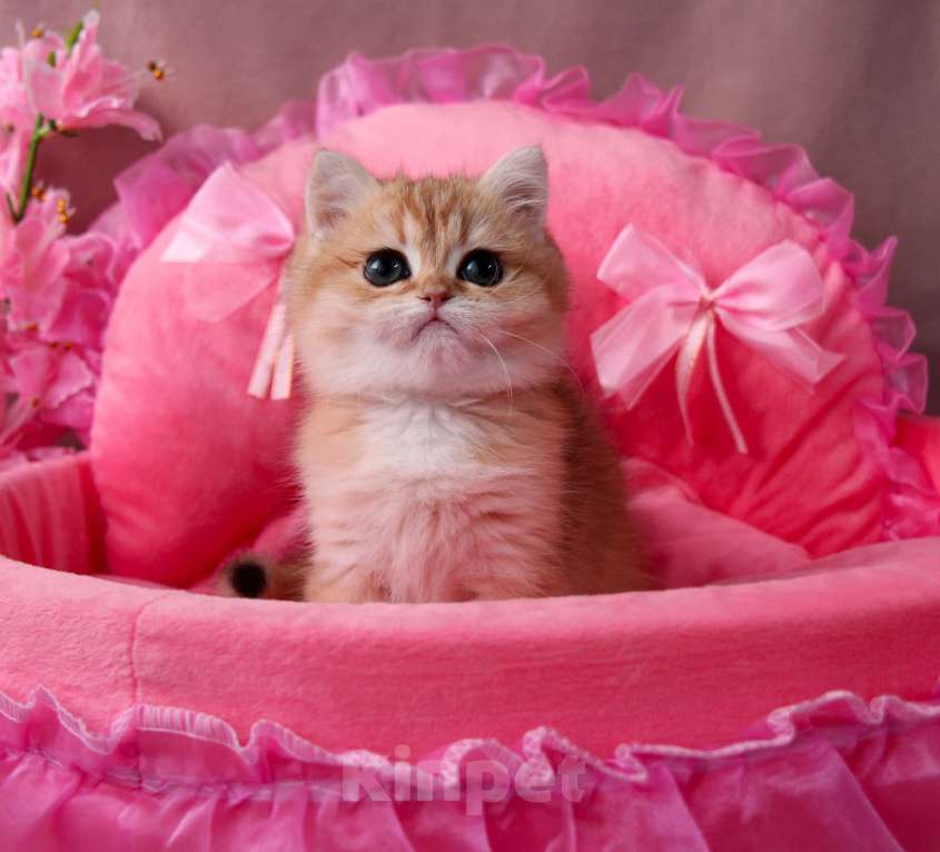 Кошки в других городах Московской области: Шикарная золотая шиншилла Девочка, 50 000 руб. - фото 4