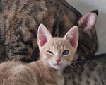 Кошки в Санкт-Петербурге: Котенок рыжий бежевый львенок 2 месяца Мальчик, Бесплатно - фото 2