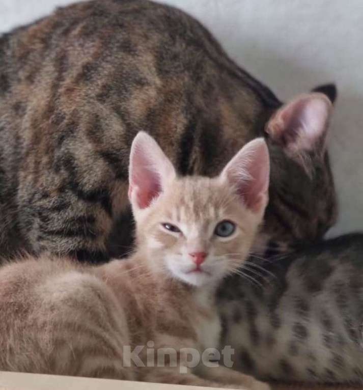 Кошки в Санкт-Петербурге: Котенок рыжий бежевый львенок 2 месяца Мальчик, Бесплатно - фото 2