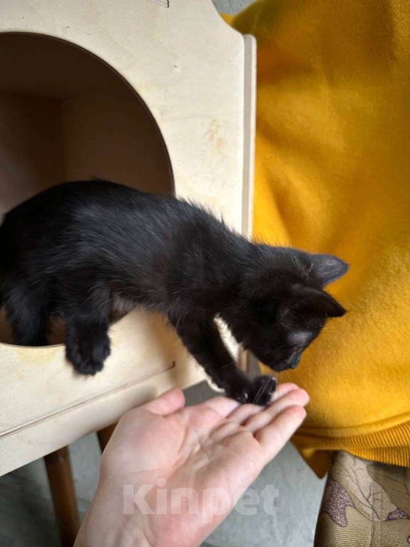 Кошки в Москве: Черненькая Мисти ищет добрые руки Девочка, Бесплатно - фото 4