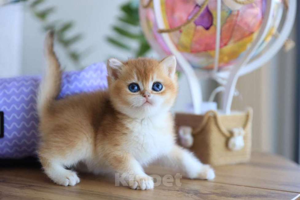 Кошки в Москве: Британский котёнок Оскар Мальчик, 130 000 руб. - фото 7