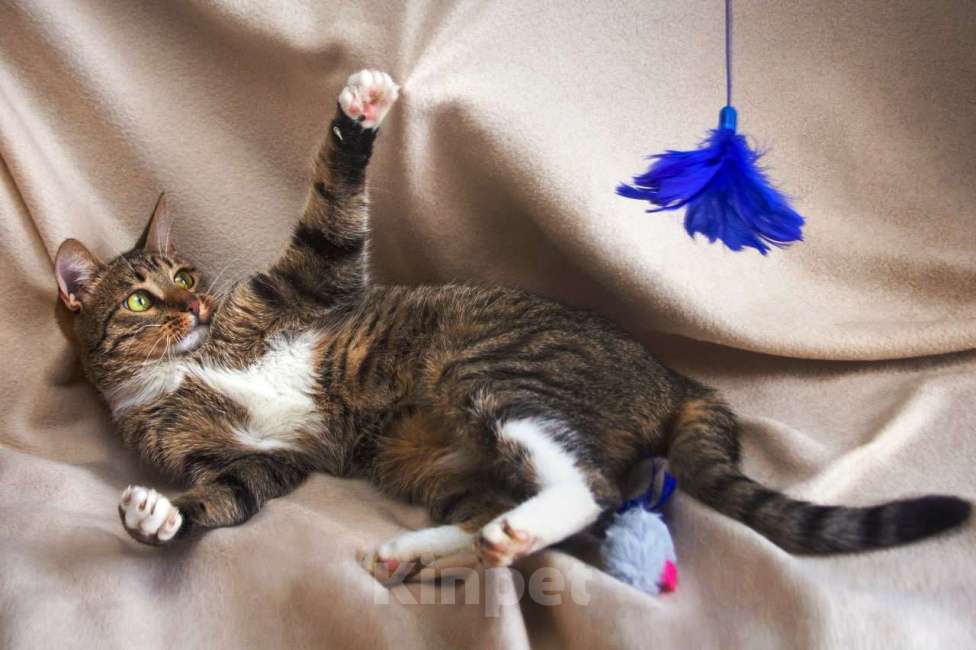 Кошки в Москве: Мадемуазель Матильда ищет дом Девочка, 1 руб. - фото 5