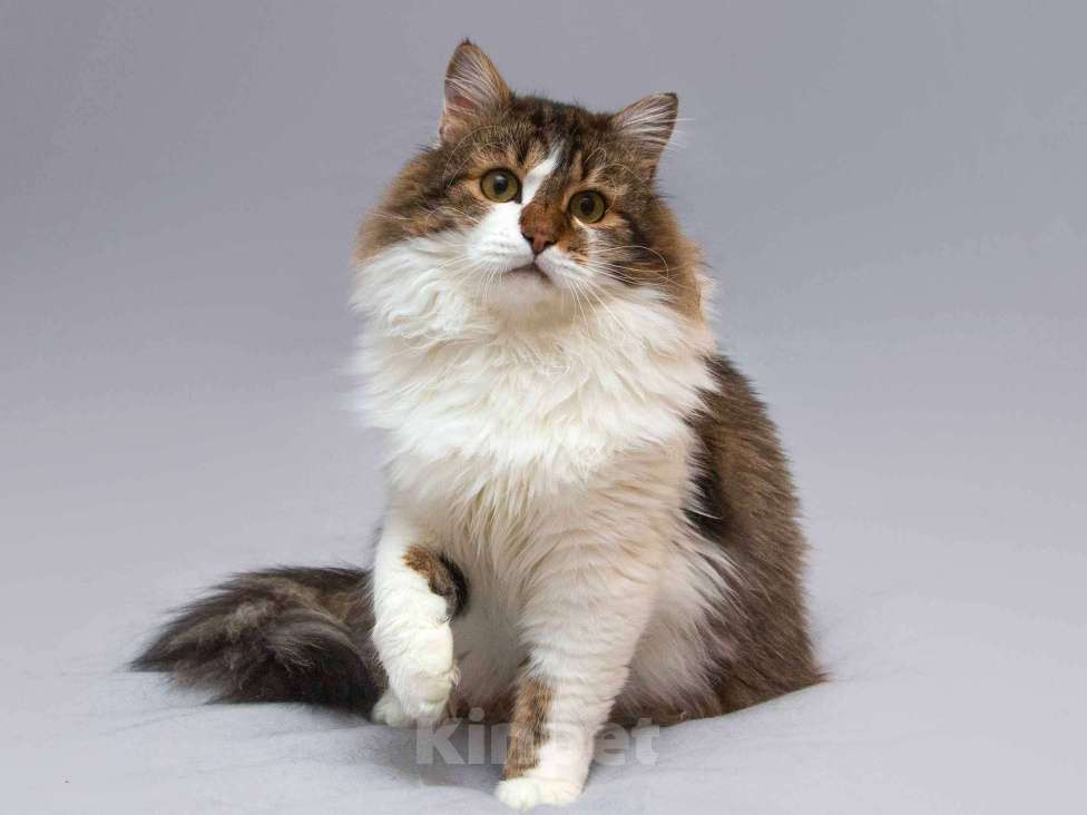 Кошки в Москве: Нежный ласковый котик Симон в добрые руки Мальчик, Бесплатно - фото 2