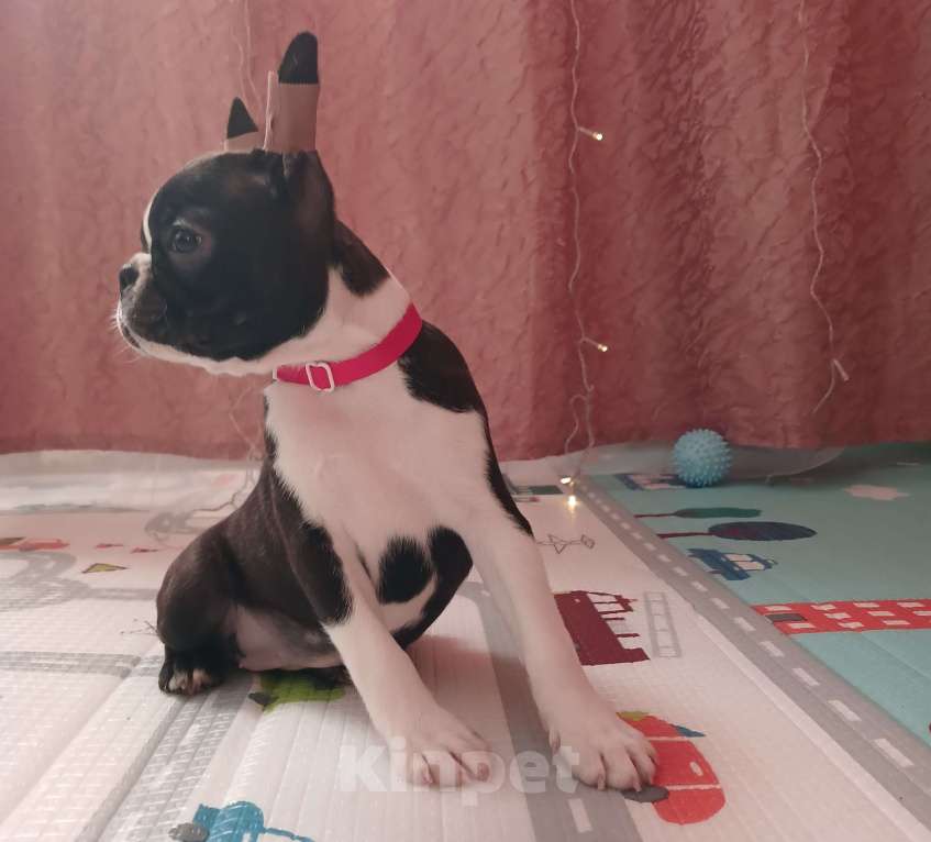 Собаки в Санкт-Петербурге: Эскудо Де Оро Диана Девочка, 80 000 руб. - фото 2