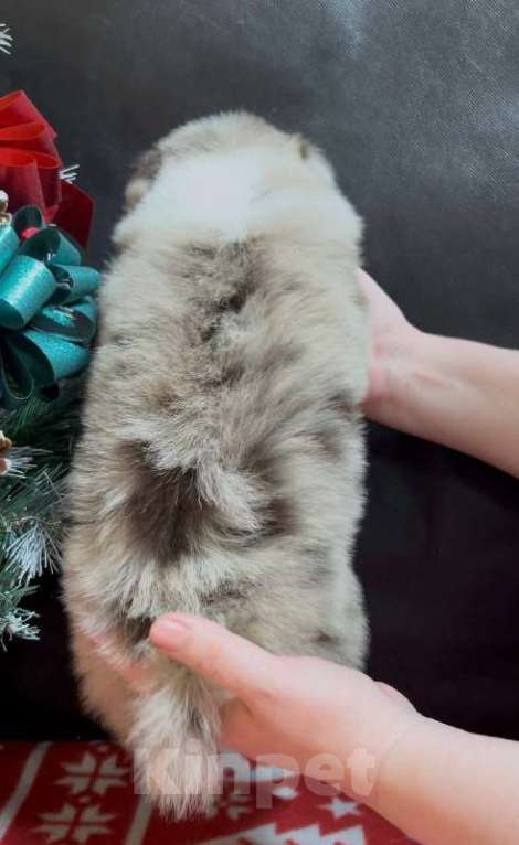 Собаки в других городах Московской области: Бордер колли шоколадно-мраморный мальчик Мальчик, 90 000 руб. - фото 10