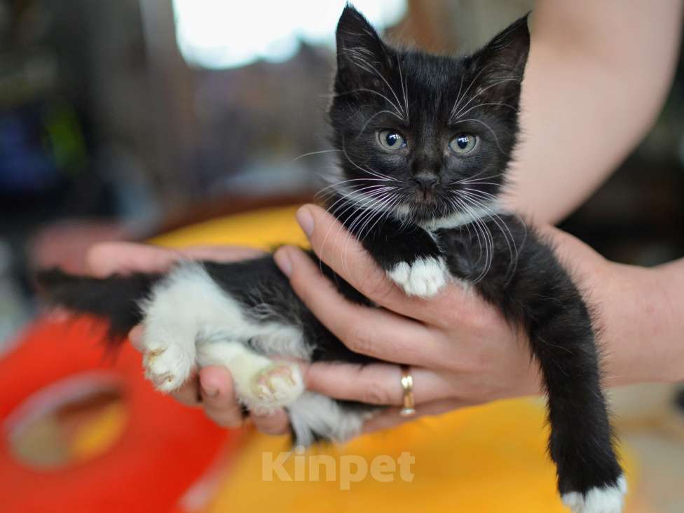 Кошки в Москве: Графиня Девочка, Бесплатно - фото 2