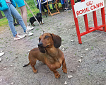 Собаки в Протвино: Такса стандартная гладкошерстная. Вязка Мальчик, Бесплатно - фото 5