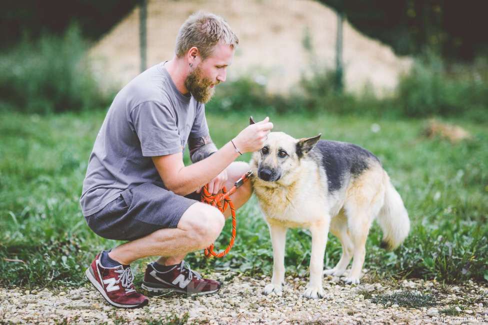 Собаки в Москве: Гера Девочка, Бесплатно - фото 4