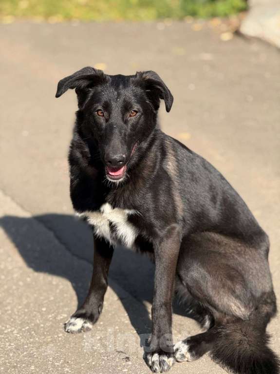 Собаки в Москве: Лилу Девочка, Бесплатно - фото 8