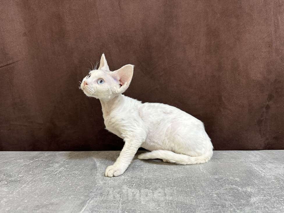 Кошки в Москве: белая кошечка девон рекс с голубыми глазами Девочка, 90 000 руб. - фото 4