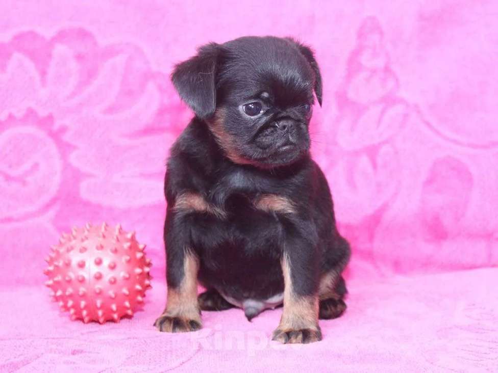Собаки в Санкт-Петербурге: Шалун Мальчик, 80 000 руб. - фото 2