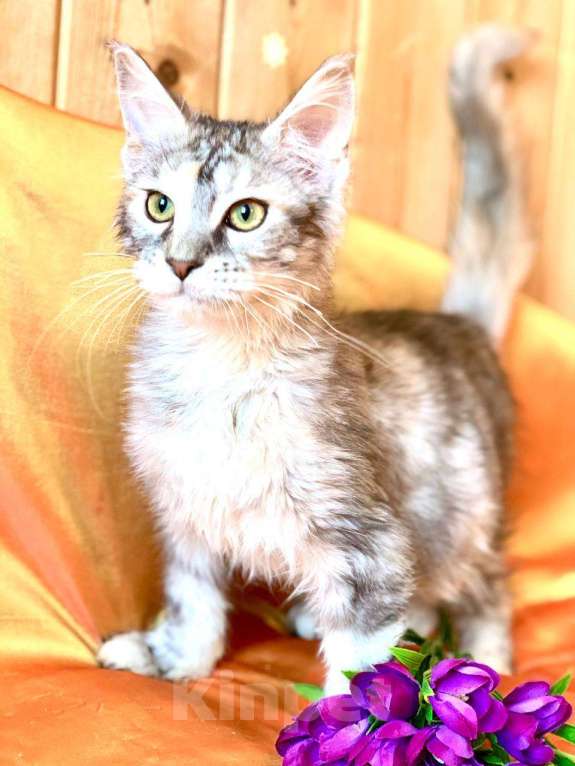 Кошки в Челябинске: 🔥🔥🔥 КОТЕНОК МЕЙН-КУН ПОЛИДАКТ ДЕВОЧКА Девочка, Бесплатно - фото 8