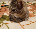 Кошки в Санкт-Петербурге: Кот-енот Лёшик Девочка, 150 руб. - фото 3