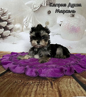 Мальчик Марсель йорктиз ( документы НРКА)