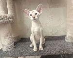 Кошки в Омске: Ориентальный клубный котёнок ищет любящева хозяина Мальчик, 50 999 руб. - фото 1