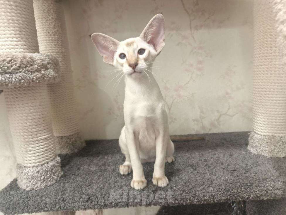 Кошки в Омске: Ориентальный клубный котёнок ищет любящева хозяина Мальчик, 50 999 руб. - фото 1