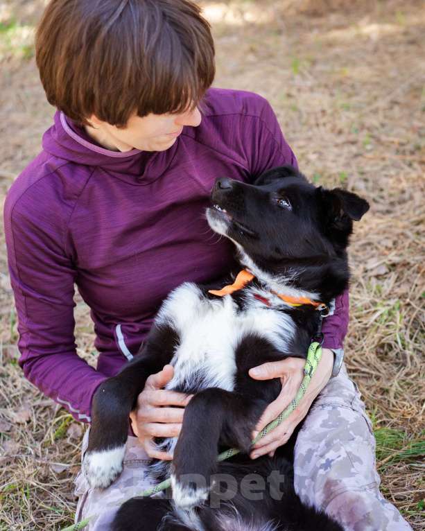 Собаки в Москве: Щенок в добрые руки Мальчик, Бесплатно - фото 6