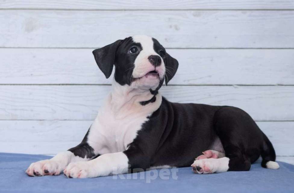 Собаки в Санкт-Петербурге: Мощная и крутая девочка амстаффа Девочка, 1 руб. - фото 4