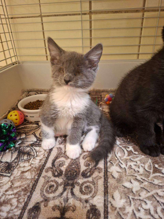 Кошки в Москве: Особенные котята ищут дом Разнополые, Бесплатно - фото 2