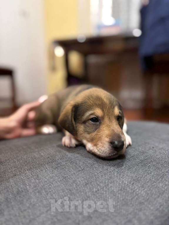 Собаки в Балашихе: Щенки очень хотят домой Мальчик, Бесплатно - фото 2