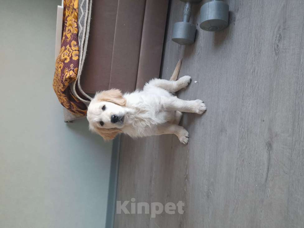 Собаки в Москве: Породистые щенки голден ретривер от российских и международных чемпионов Мальчик, 60 000 руб. - фото 10