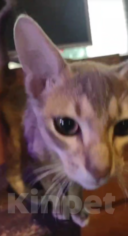 Кошки в Москве: Великолепные котята  метисы Абиссинской породы голубого окраса,мальчик и девочка Девочка, 20 000 руб. - фото 3