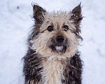 Собаки в Москве: Миниатюрный бородатик в добрые руки Мальчик, Бесплатно - фото 2