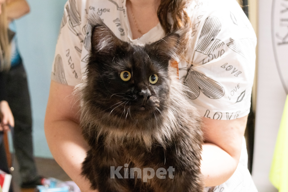 Кошки в Санкт-Петербурге: Вязка с котом мейнкуном Мальчик, 10 000 руб. - фото 3