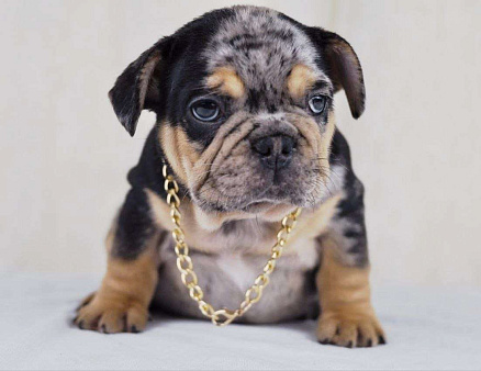 Какао мерле тан