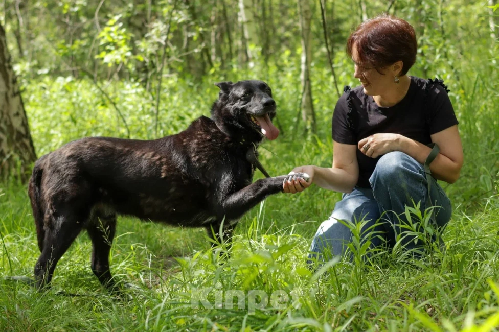 Собаки в Ногинске: Нежный Техас готов подарить сердце в обмен на любовь Мальчик, Бесплатно - фото 3