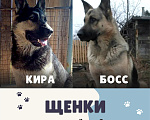 Собаки в Тайге: продажа щенков восточно-европейской овчарки Разнополые, 15 000 руб. - фото 1