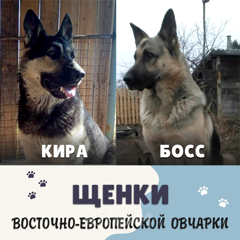 Собаки в Тайге: продажа щенков восточно-европейской овчарки Разнополые, 15 000 руб. - фото 1