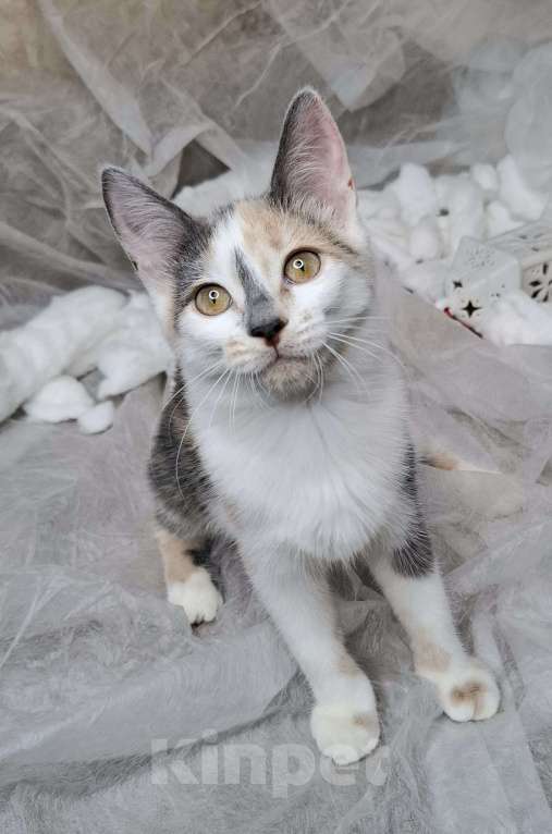 Кошки в Москве: Котёнок с ромбиком на носу в добрые руки  Девочка, Бесплатно - фото 4