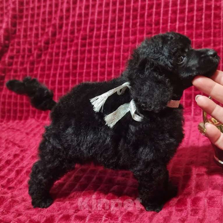 Собаки в Москве: Пудель миниатюрный черный мальчик Мальчик, 100 000 руб. - фото 3