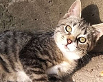 Кошки в Москве: Бездомный котенок ищет кров Мальчик, Бесплатно - фото 1