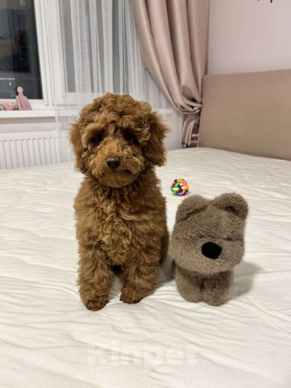 Собаки в Санкт-Петербурге: Миниатюрный пудель ВЕЛИКОЛЕПНЫЙ ПУДЕЛЬ ЭЛЛАЙ ДАР СУДЬБЫ ищет любимых хозяев. Мальчик, Бесплатно - фото 1