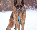 Собаки в Москве: Чезар готов стать самым верным, только бы нашлась для него семья Мальчик, Бесплатно - фото 2
